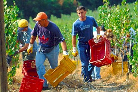 Pickers in Sangiovese vineyard of   Il Molino di  Grace Lucarelli near   Panzano in Chianti Tuscany Italy   Chianti Classico