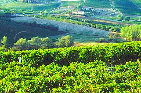 Vineyards near Nizza Monferrato   Piemonte Italy   Moscato dAsti    Barbera dAsti