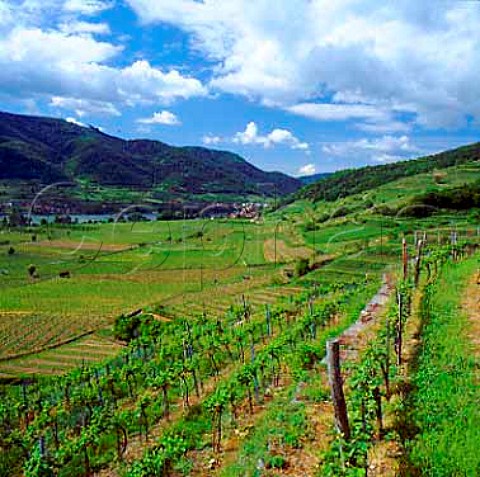 Hochrain vineyard Wsendorf Niedersterreich   Austria Wachau