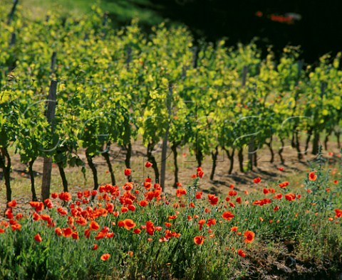 Poppies growing by vineyard of Clos de Parc Chinon IndreetLoire France AC Chinon