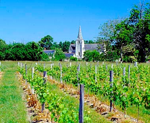 Church and vineyard at Anch   IndreetLoire France  AC Chinon