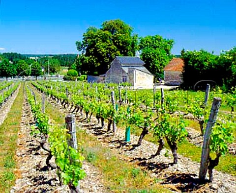Domaine Charles Joguet seen over its vineyards   Sazilly IndreetLoire France  AC Chinon