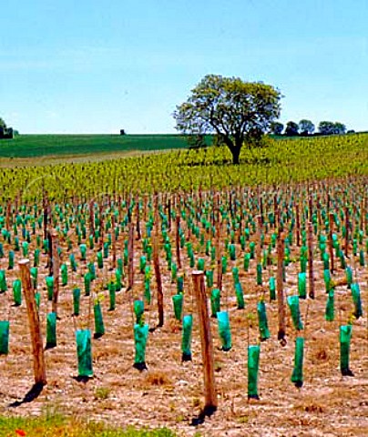 Plastic tubes protecting young vine shoots Sazilly   IndreetLoire France  AC Chinon