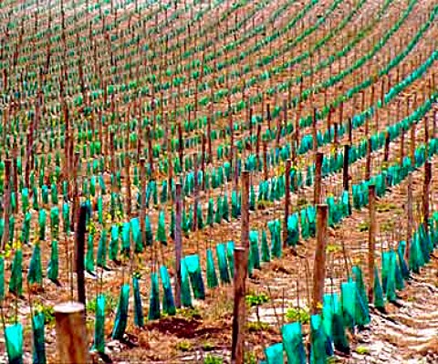 Plastic tubes protecting young vine shoots Sazilly   IndreetLoire France  AC Chinon
