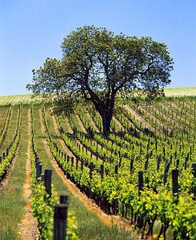 Vineyard and single tree Sazilly IndreetLoire   France AC Chinon