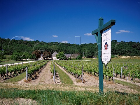 Cabernet Franc vineyard at Domaine de Beausjour Panzoult IndreetLoire France  AC Chinon