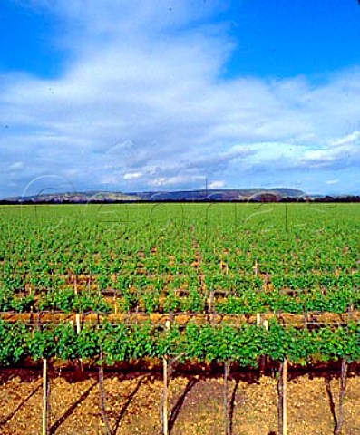 Cabernet Sauvignon vineyard of Sella  Mosca   Alghero Sardinia Italy