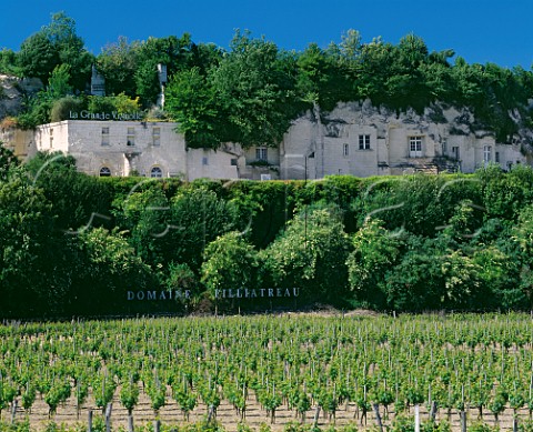 Vineyard of Domaine Filliatreau and the tuffeau cliffs which contain the winery  Montsoreau MaineetLoire France SaumurChampigny