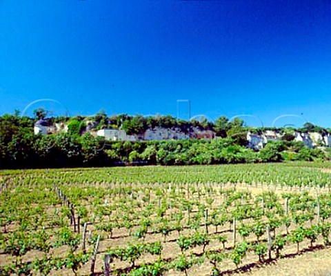 Vineyards of Domaine Filliatreau below the tuffeau   cliffs which contain the winery  Montsoreau   MaineetLoire France SaumurChampigny