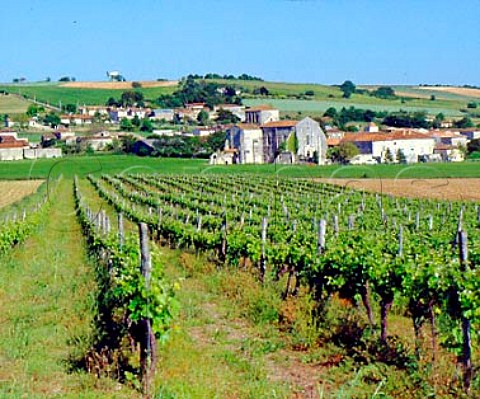 Vineyard and church at MarcillacLanville  Charente France  Cognac