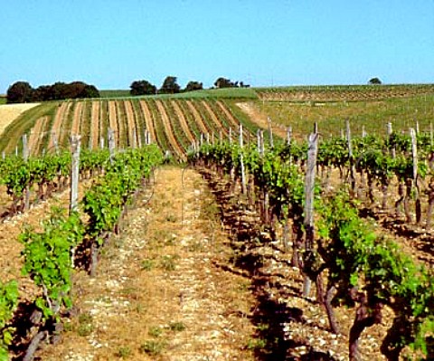 Vineyard at Gourville  Charente France  Cognac