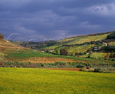 Vineyards of Argiolas viewed over barley field Ssini near Senorb Sardinia Italy