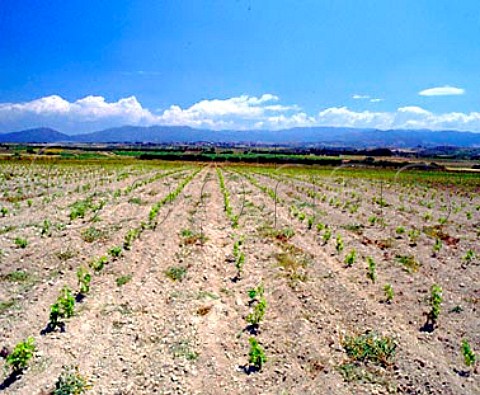 New vineyard of Argiolas near Serdiana   Sardinia Italy