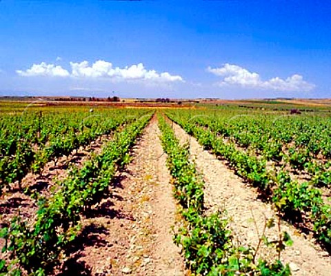 Vineyard near Dolianova Sardinia Italy