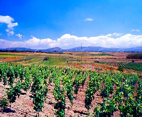 Vineyards of Argiolas near Serdiana   Sardinia Italy