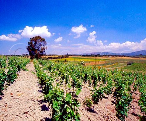 Vineyards of Argiolas near Serdiana   Sardinia Italy