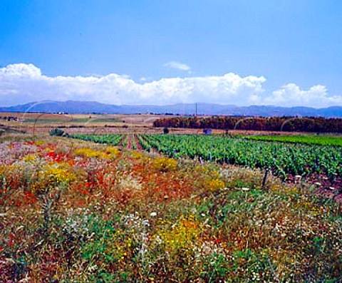 Spring flowers by vineyard of Argiolas   near Serdiana Sardinia Italy