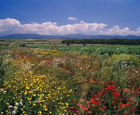 Spring flowers by vineyard of Argiolas   near Serdiana Sardinia Italy