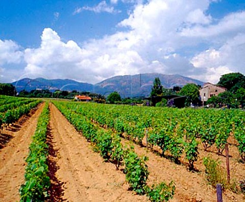 Vineyard near Ajaccio CorseduSud Corsica   France   AC Ajaccio