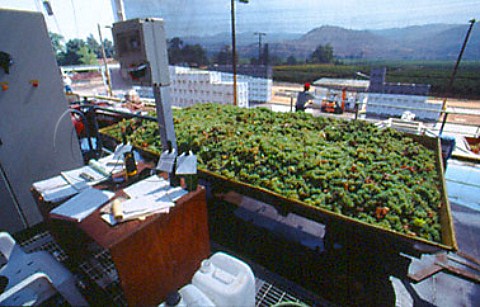 Harvested grapes arrive at the winery of   Via San Pedro Curico Chile