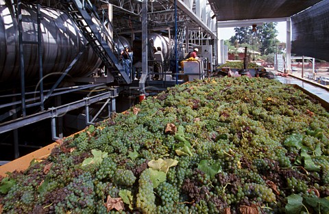 Harvested grapes arrive at the winery of   Via San Pedro Curico Chile