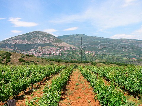 Vineyard used by Tsantali at 600m altitude on   foothills of Mount Olympus at Rapsani Thessaly   Macedonia Greece
