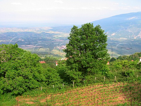 Young Cabernet Sauvignon vineyard at 770m in the    foothills of Mount Olympus Domaine Ktima Katsaros   Krania Thessaly Macedonia Greece