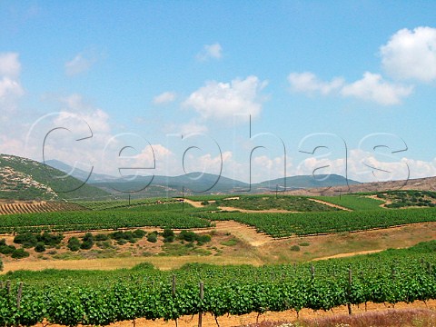 Vineyards of Tsantali at Maronia Thrace   Macedonia Greece