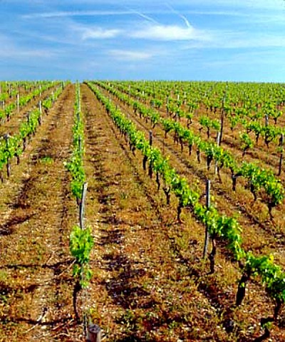 Vineyard near Hiersac Charente France  Cognac