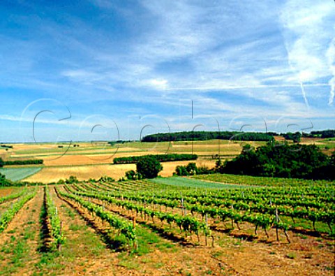 Vineyards near Vibrac  Charente France Cognac