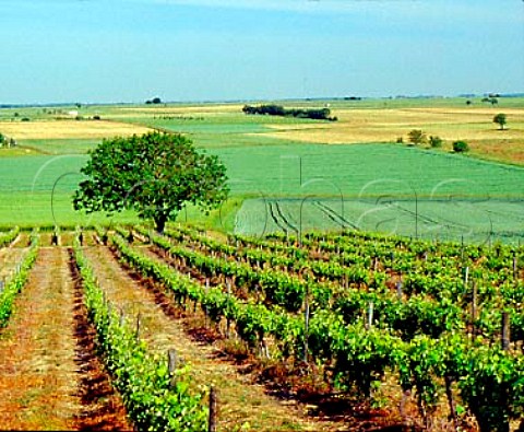 Vineyards and tree near Vibrac    Charente France Cognac