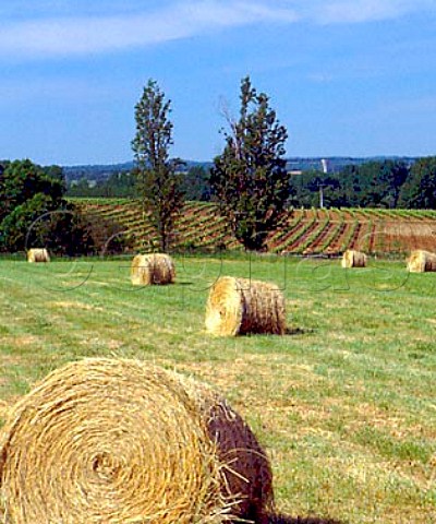 Hay rolls and vineyards near Vibrac    Charente France Cognac