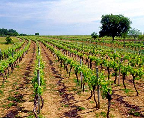 Vineyards and tree StSimon Charente France Cognac