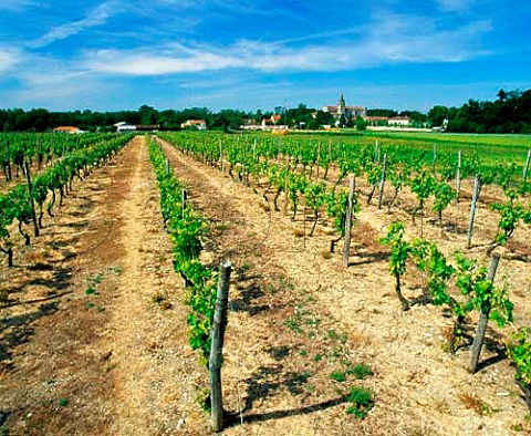 Vineyard and church Bassac    Charente France Cognac