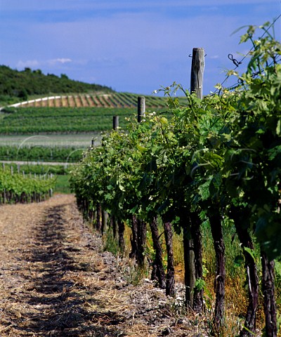 Vineyards at Bougneau near Pons  CharenteMaritime France Cognac