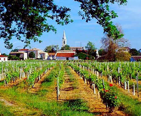 Church and vineyard at Mazion   Gironde France    Premires Ctes de Blaye  Bordeaux