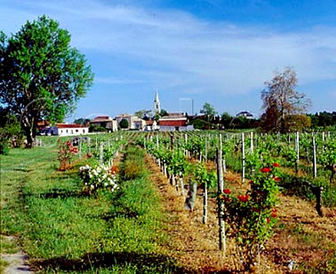 Church and vineyard at Mazion  Gironde France    Premires Ctes de Blaye  Bordeaux