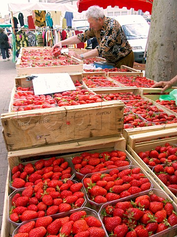 Strawberries on sale at Blaye market  Gironde   France Aquitaine