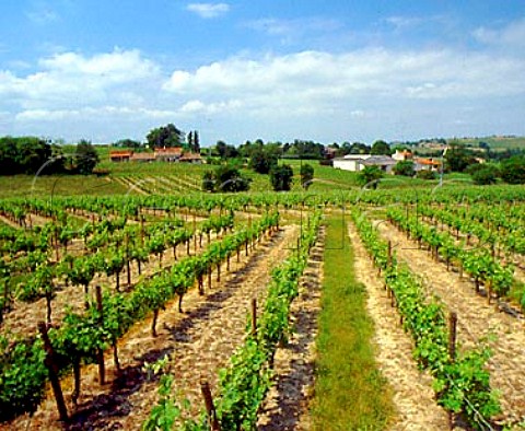 Vineyards near Les Arnauds  Gironde France   Premires Ctes de Blaye  Bordeaux