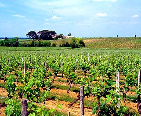 Chteau Ngrit and its vineyards Bertin Gironde   France MontagneStmilion  Bordeaux