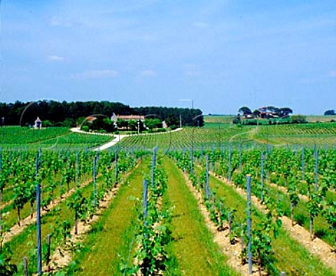 Chteau Corbin and its vineyards with Chteau Negrit   beyond Bertin Gironde France   MontagneStmilion  Bordeaux