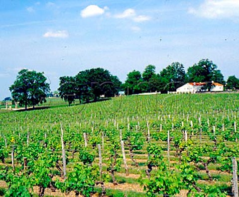 Chteau Montaiguillon and its vineyards Bertin   Gironde France StGeorgesStmilion  Bordeaux