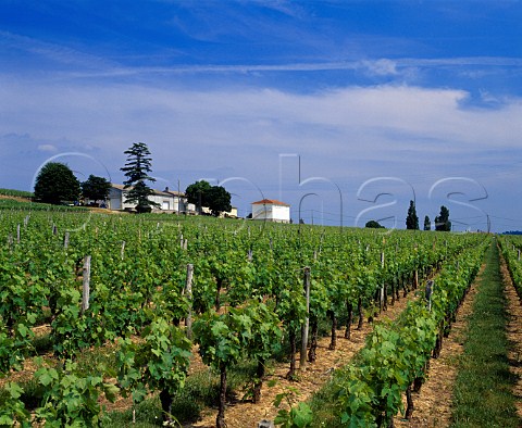 Chteau Montaiguillon and its vineyards Bertin   Gironde France StGeorgesStmilion  Bordeaux