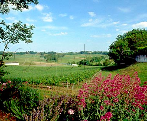 Vineyards near Puisseguin Gironde France     PuisseguinStmilion  Bordeaux