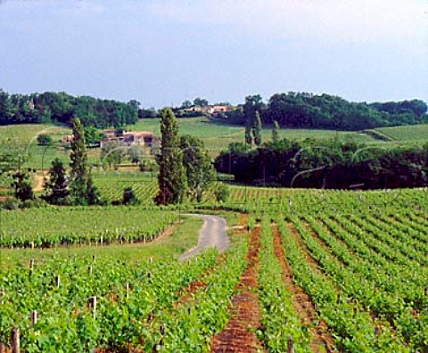 Vineyards near Puisseguin Gironde France     PuisseguinStmilion  Bordeaux