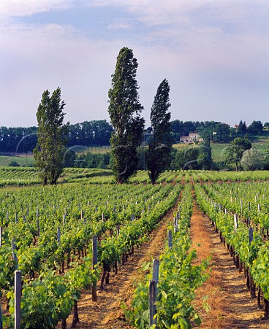 Vineyards and trees at La Baisse near Puisseguin   Gironde France  PuisseguinStmilion  Bordeaux