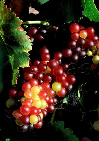 Grenache grapes undergoing veraison   South Africa