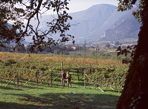 Marchese Carlo Guerrieri Gonzaga with his son   Anselmo in vineyard of San Leonardo Borghetto allAdige   Avio Trentino Italy