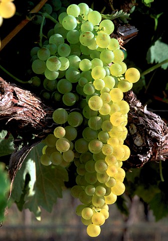 Ugni Blanc grapes South Africa