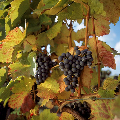 Blaufrankisch Lemberger grapes Austria   Burgenland